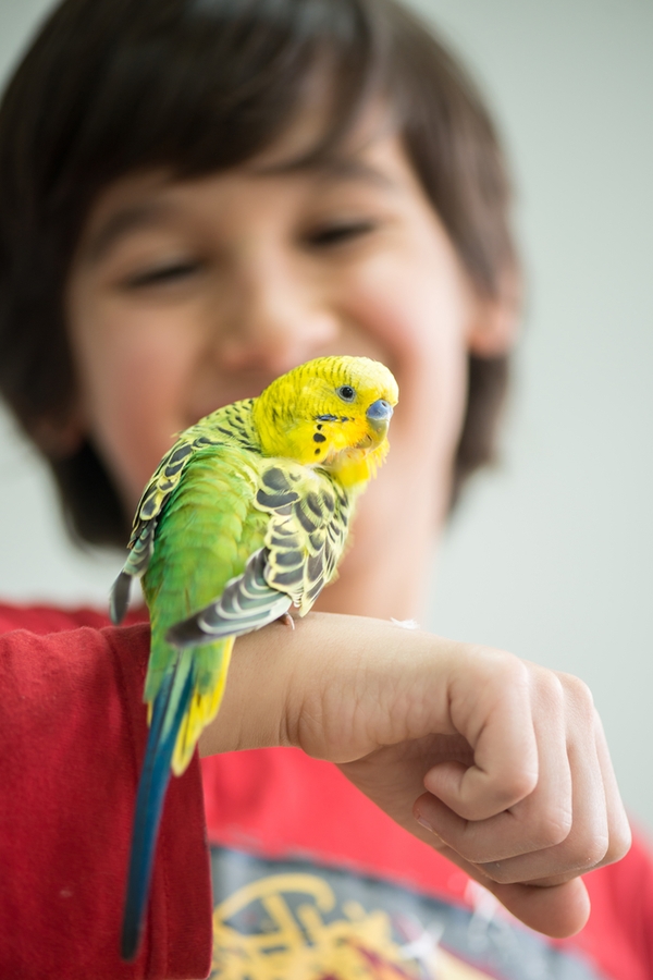 Best Pets For Kids: Pets, Animals - Tips And Tricks - Halfpintpeeps.com